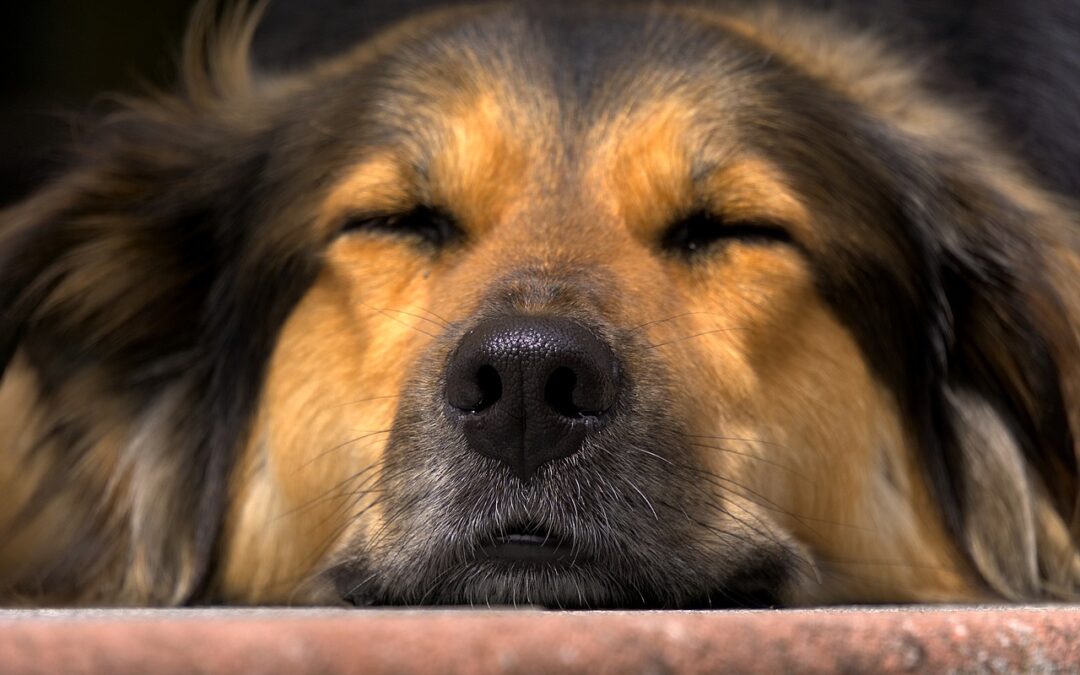 ENERGY LEVELS LOW? How to boost them naturally
