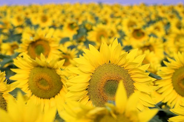Hayfever – natural remedies
