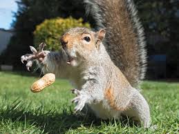 GOING NUTS OVER NUTS?