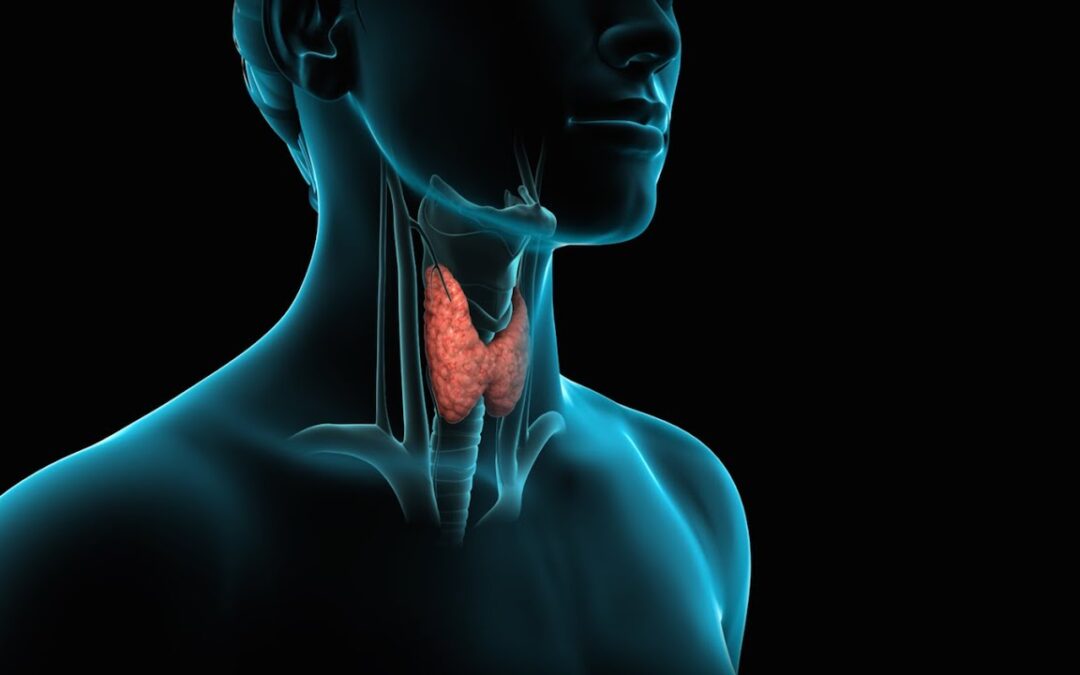 THYROID – Tired, putting on weight, brain fog? Are your symptoms caused by thyroid imbalance?