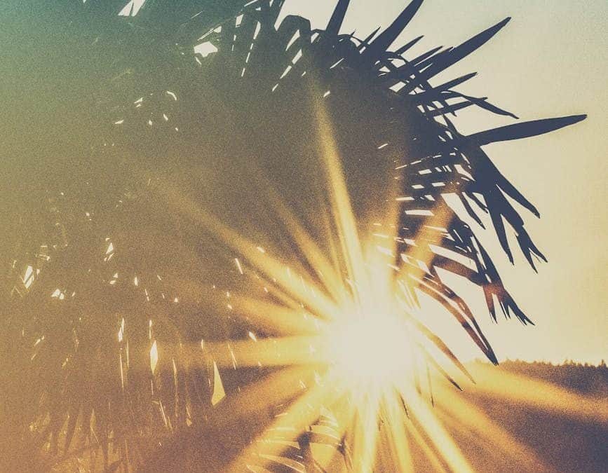 photo of palm trees during golden hour